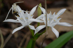 Pancratium triflorum